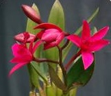 Cattleya Chian-Tzy Guiding CT Red Top