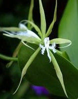 Epidendrum ciliare Long Gorm (Coilostylis ciliaris)