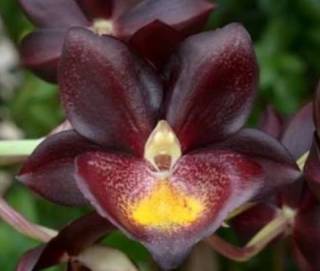 Fredclarkeara Majestic Orchids Shopper