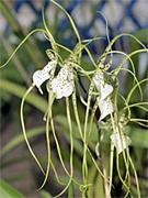 Brassia chloroleuca