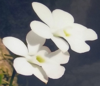 Oeonia volucris