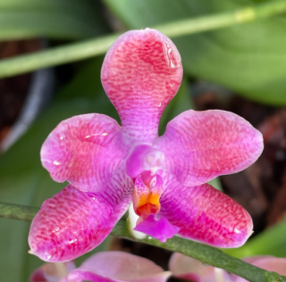 Phalaenopsis (celebensis x mariae) x Yin´s Bellina Queen