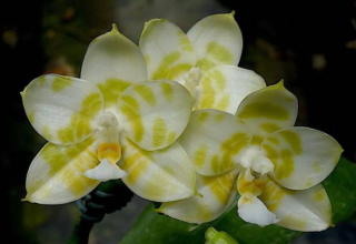 Phalaenopsis (Rainbow Jade Green x tetraspis alba) x Mituo Golden Tiger MO