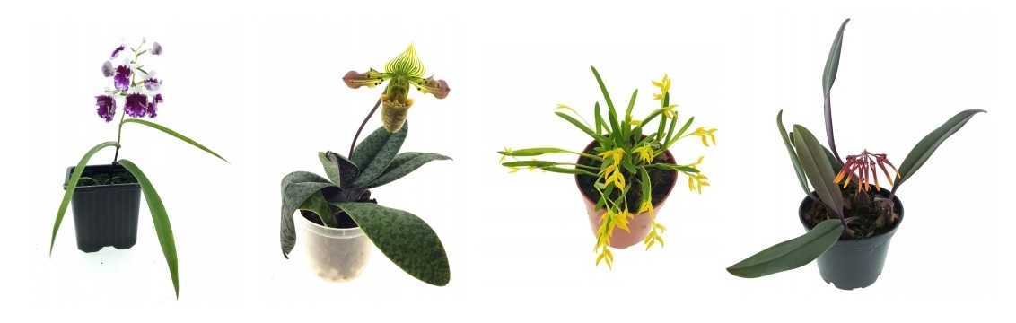Orchideje Prodej (druhů orchidejí, Některé druhy, pokojové rostliny) Orchideje Prodej