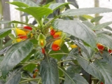 Impatiens niamniamensis - netýkavka konžská