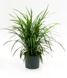 Ophiopogon japonica 