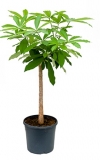 Alstonia scholaris 120 cm