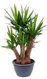 Yucca elephantipes 130 cm