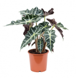 Alocasia Polly 65 cm