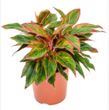 Aglaonema Kreta