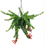 Aeschynanthus Rasta