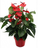 Anthurium andreanum Dark Red 