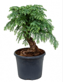 Araucaria cunninghamii