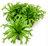 Asplenium antiquum Amy