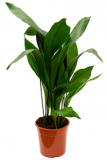 Aspidistra elatior - kořenokvětka 