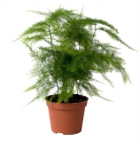 Asparagus plumosus  