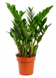 zamioculcas - Zamioculcas zamiifolia - 65 cm