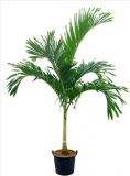 Veitchia (Adonidia) merrillii 225 cm