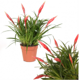 Vriesea Astrid