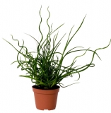 Juncus effusus Spiralis 