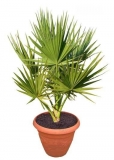 Washingtonia robusta 90 cm
