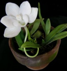 Amesiella monticola