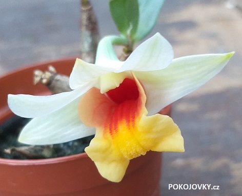Dendrobium bellatulum 