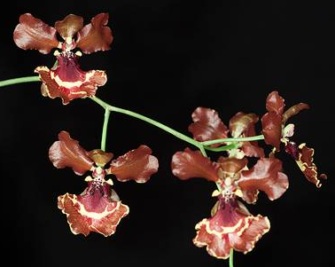 Oncidium zappii 