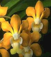 Vanda denisoniana (9)