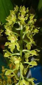 Gomesa crispa