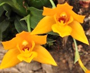Promenaea silvana
