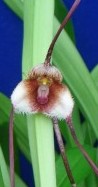 Dracula posadarum