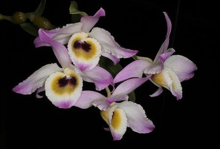 Dendrobium findlayanum