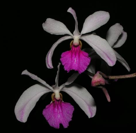Holcoglossum kimballianum
