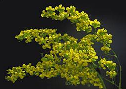 Oncidium cheirophorum