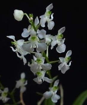 Zygostates alleniana