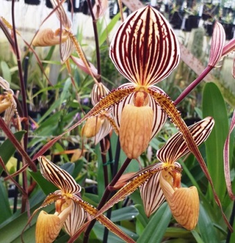 Paphiopedilum Saint Swithin