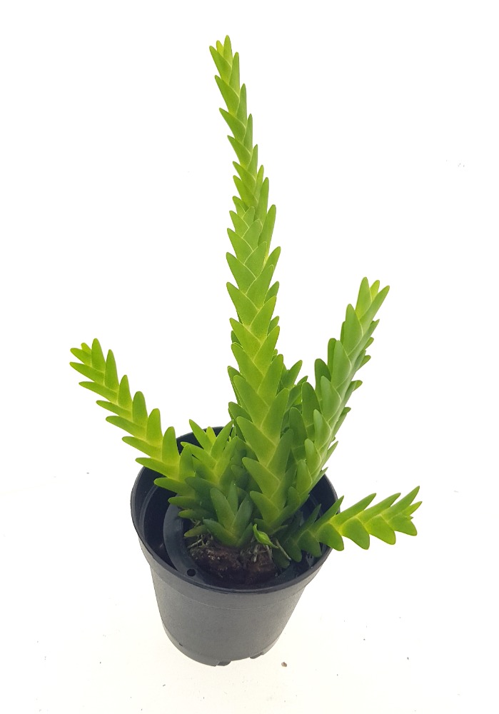 Lockhartia goyazensis