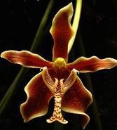 Paraphalaenopsis labukensis - navázána