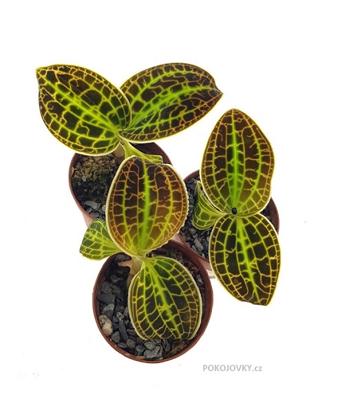 Macodes sanderiana