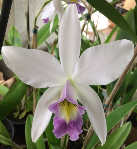 Laelia anceps var. coerulea