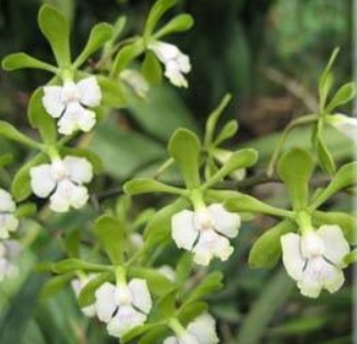 Epidendrum floribundum 
