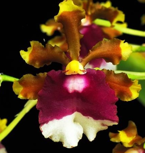 Oncidium fuscatum (Miltonia warscewiczii)
