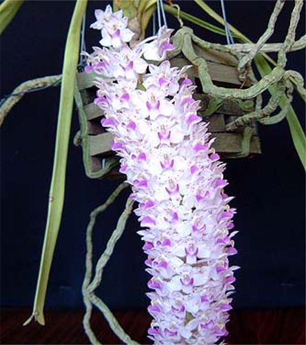 Rhynchostylis retusa 
