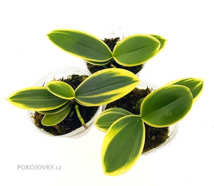 Phalaenopsis Sogo Vivien Sogo F858