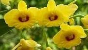 Dendrobium chrysotoxum