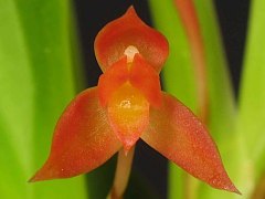 Maxillaria coccinea (Ornithidium coccineum)