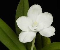 Amesiella philippinensis