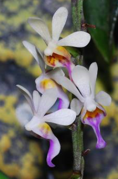 Diploprora truncata