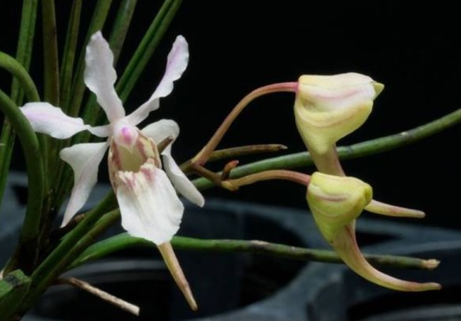 Holcoglossum lingulatum